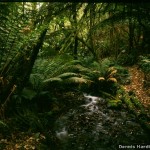 rainforest Westmoreland Falls DHarding.jpg